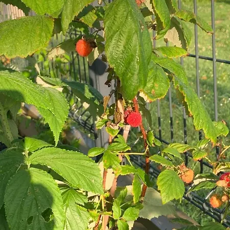 ベッド・アンド・ブレックファスト Le Jardin 51 3*