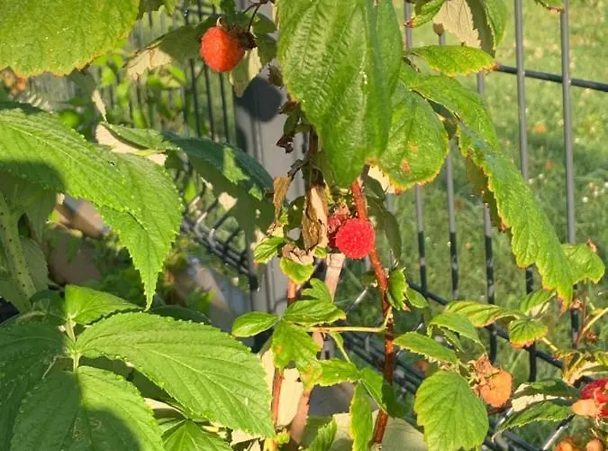 Couette-café Le Jardin 51 3*